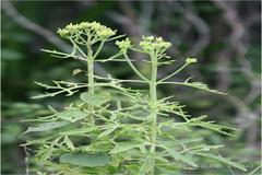 Kalanchoe laciniata